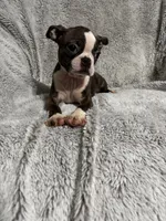 Jill, a female Boston Terrier for sale in Merced, CA – Photo 2 of 7