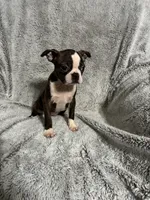 Jill, a female Boston Terrier for sale in Merced, CA – Photo 6 of 7