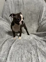 Jill, a female Boston Terrier for sale in Merced, CA – Photo 4 of 7