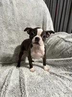 Jill, a female Boston Terrier for sale in Merced, CA – Photo 3 of 7