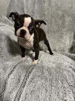Jill, a female Boston Terrier for sale in Merced, CA – Photo 5 of 7