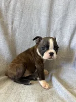 Annie, a female Boston Terrier for sale in Merced, CA – 2 of 5