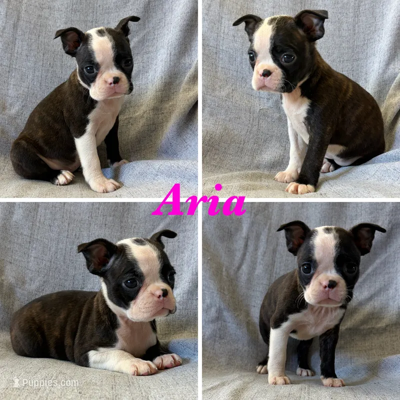 Aria – Boston Terrier puppy for sale in Merced, CA