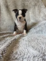 Mindy, a female Boston Terrier for sale in Merced, CA – 6 of 6