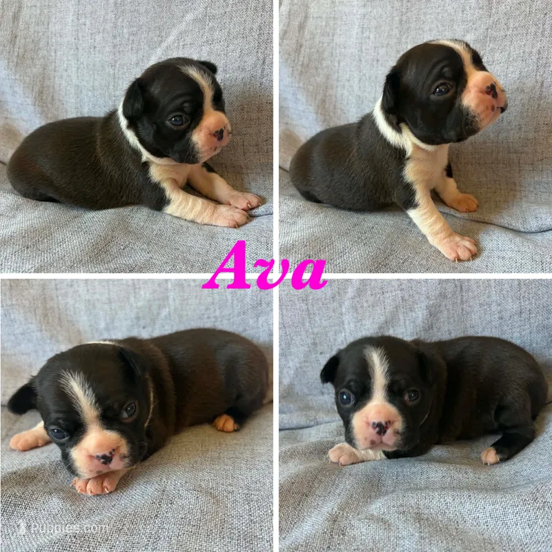 Ava – Boston Terrier puppy for sale in Merced, CA