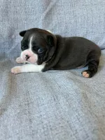 Bonnie, a female Boston Terrier for sale in Merced, CA – 6 of 7