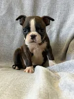Annie, a female Boston Terrier for sale in Merced, CA – 4 of 5