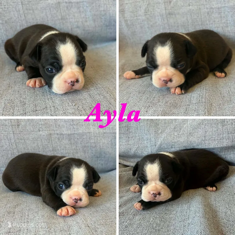 Ayla – Boston Terrier puppy for sale in Merced, CA