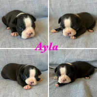 Ayla, a female Boston Terrier for sale in Merced, CA – 1 of 7