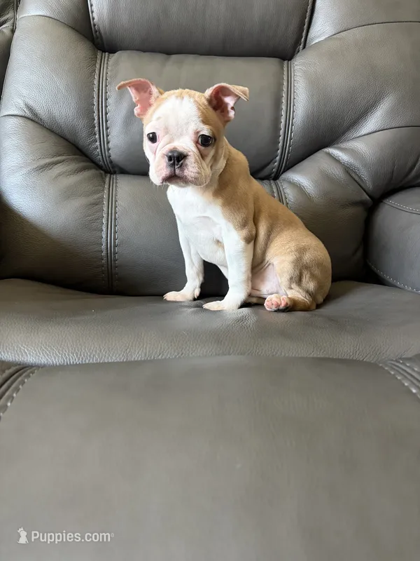 Dexter  – Boston Terrier puppy for sale in Merced, CA