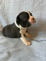 Ava, a female Boston Terrier for sale in Merced, CA – 5 of 7