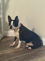 Patty, a female Boston Terrier for sale in Merced, CA – 4 of 4