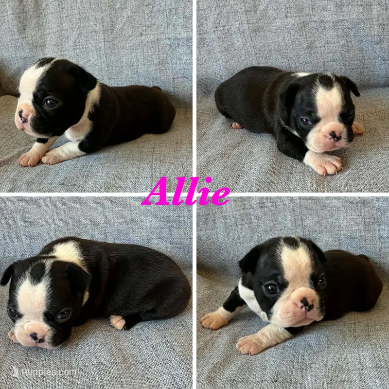 Allie – Boston Terrier puppy for sale in Merced, CA