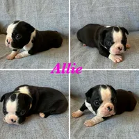 Allie, a female Boston Terrier for sale in Merced, CA – 1 of 7