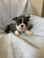 Bonnie, a female Boston Terrier for sale in Merced, CA – 3 of 5