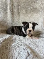 Mindy, a female Boston Terrier for sale in Merced, CA – 2 of 6