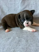 Brynn, a female Boston Terrier for sale in Merced, CA – 5 of 7