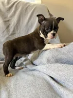 Brynn, a female Boston Terrier for sale in Merced, CA – 2 of 5