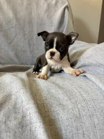 Bonnie, a female Boston Terrier for sale in Merced, CA – 4 of 5
