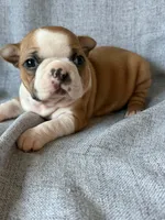 Cherry, a female Boston Terrier for sale in Merced, CA – 2 of 7