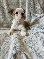 Dexter , a male Boston Terrier for sale in Merced, CA – 4 of 6
