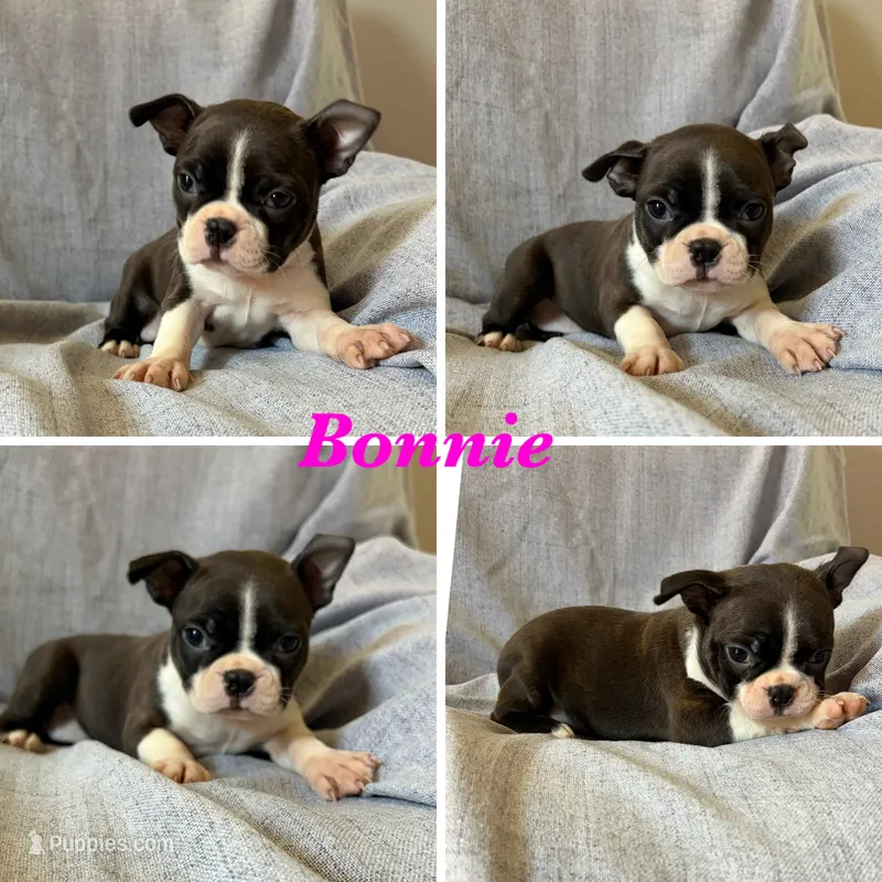 Bonnie – Boston Terrier puppy for sale in Merced, CA