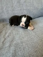 Allie, a female Boston Terrier for sale in Merced, CA – 6 of 7