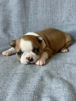 Cherry, a female Boston Terrier for sale in Merced, CA – 5 of 7