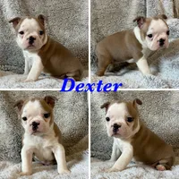 Dexter , a male Boston Terrier for sale in Merced, CA – 1 of 6