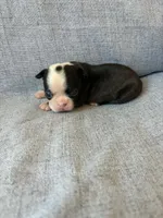 Aria, a female Boston Terrier for sale in Merced, CA – 6 of 7