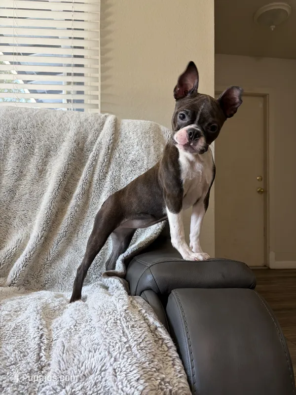 Brynn – Boston Terrier puppy for sale in Merced, CA