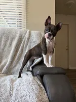 Brynn, a female Boston Terrier for sale in Merced, CA – 1 of 6