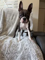 Brynn, a female Boston Terrier for sale in Merced, CA – 3 of 6