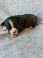 Ava, a female Boston Terrier for sale in Merced, CA – 4 of 7