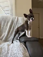 Brynn, a female Boston Terrier for sale in Merced, CA – 2 of 6
