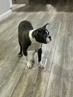Angie, a female Boston Terrier for sale in Merced, CA – 2 of 4