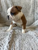Dexter , a male Boston Terrier for sale in Merced, CA – 3 of 6