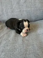 Allie, a female Boston Terrier for sale in Merced, CA – 5 of 7
