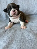 Brynn, a female Boston Terrier for sale in Merced, CA – 7 of 7