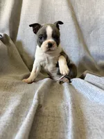 Brenda, a female Boston Terrier for sale in Merced, CA – 2 of 8