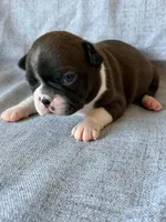 Brynn, a female Boston Terrier for sale in Merced, CA – 3 of 7