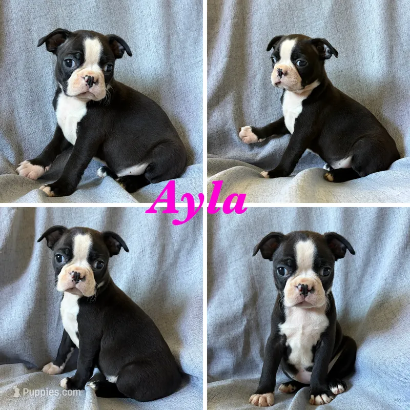 Ayla – Boston Terrier puppy for sale in Merced, CA