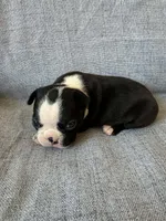 Allie, a female Boston Terrier for sale in Merced, CA – 3 of 7