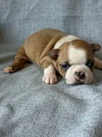 Cherry, a female Boston Terrier for sale in Merced, CA – 7 of 7