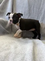 Allie, a female Boston Terrier for sale in Merced, CA – 3 of 5