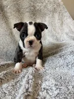 Mindy, a female Boston Terrier for sale in Merced, CA – 3 of 6