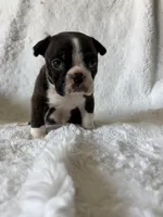 Liam, a male Boston Terrier for sale in Merced, CA – Photo 3 of 9