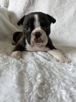 Liam, a male Boston Terrier for sale in Merced, CA – Photo 6 of 9