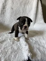 Liam, a male Boston Terrier for sale in Merced, CA – Photo 7 of 9