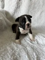 Liam, a male Boston Terrier for sale in Merced, CA – Photo 5 of 9